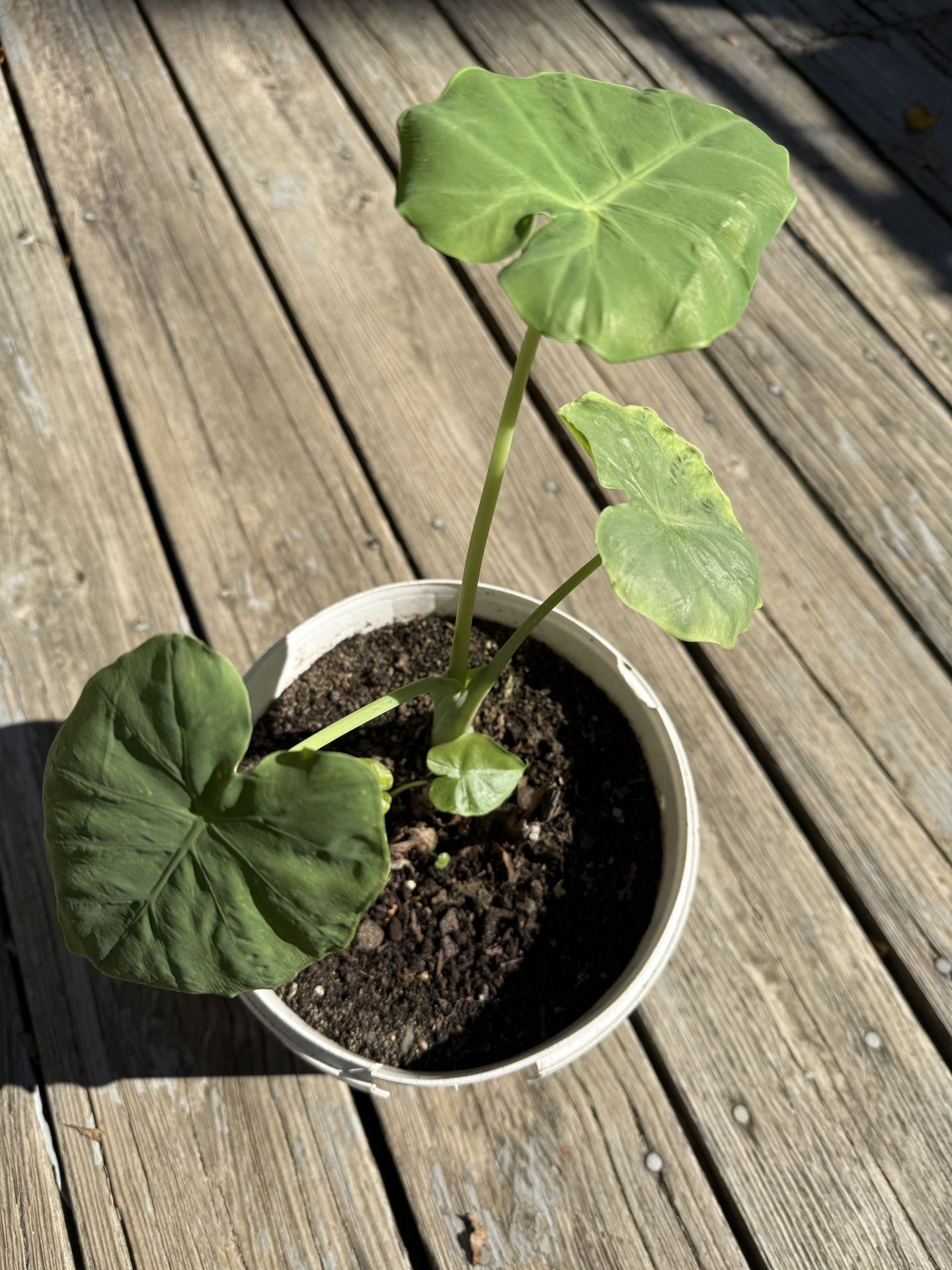 Elephant Ear Plant Colocasia