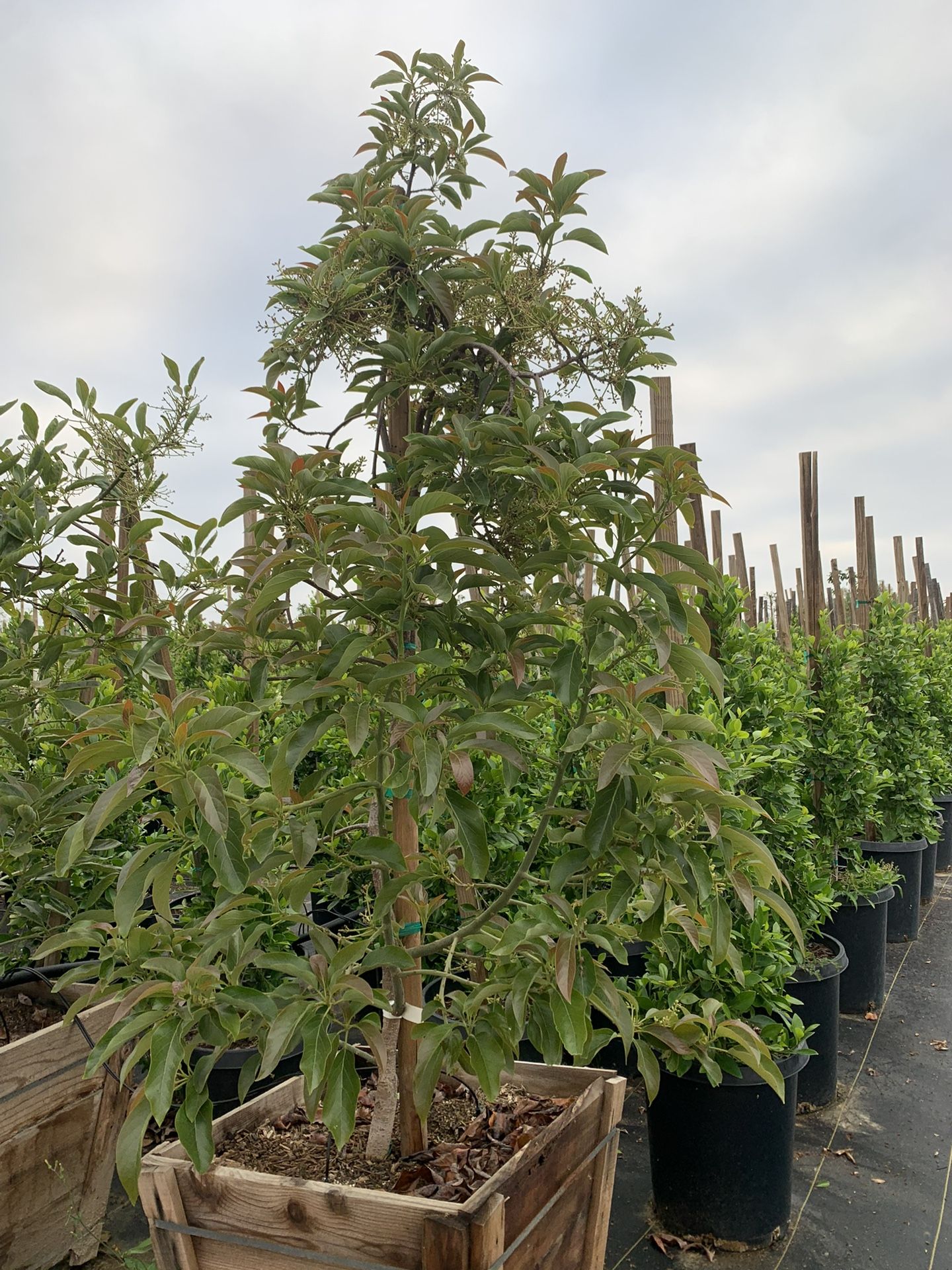 Reed Avocado Tree 24” box  (large round fruits with small seed) 