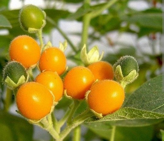 Dwarf Tamarillo Plant In 3gal Plantas De Tomate De Arbol Enanas