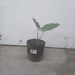 Plant