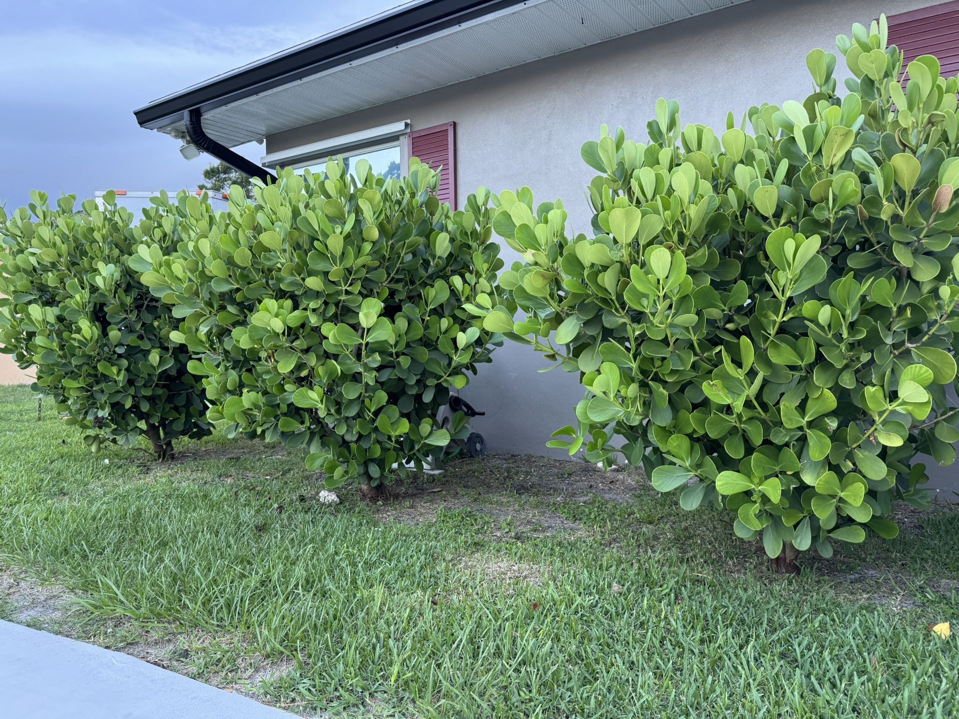 BIG!!! Clusia Privacy Plant 🪴