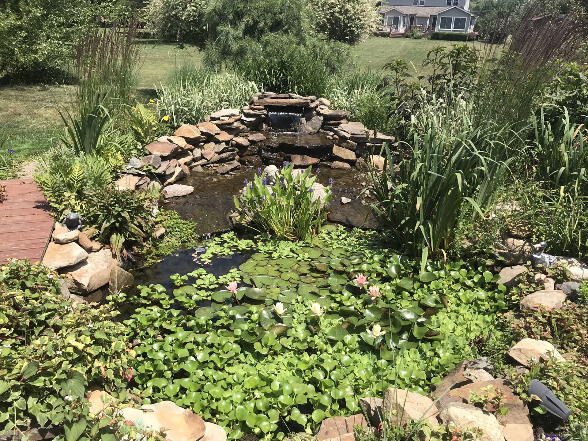 2 varieties of pond plants