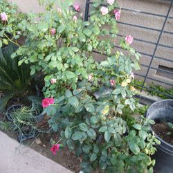 Plants And Random Things For Sale 