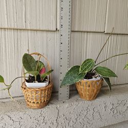 Hoya Lisa, Hoya Macrophylla plants in baskets