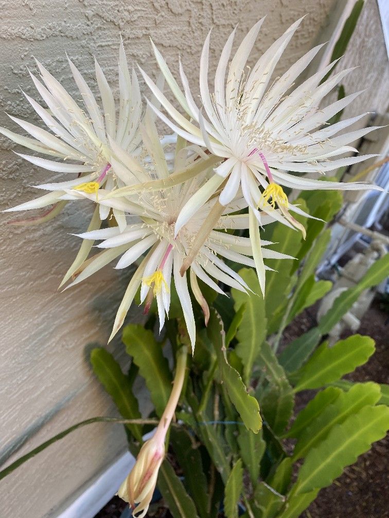 White Epiphyllum Hookeri Plants Cuttings With Roots