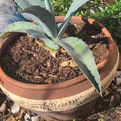 Blue Agave and Ceramic Pot