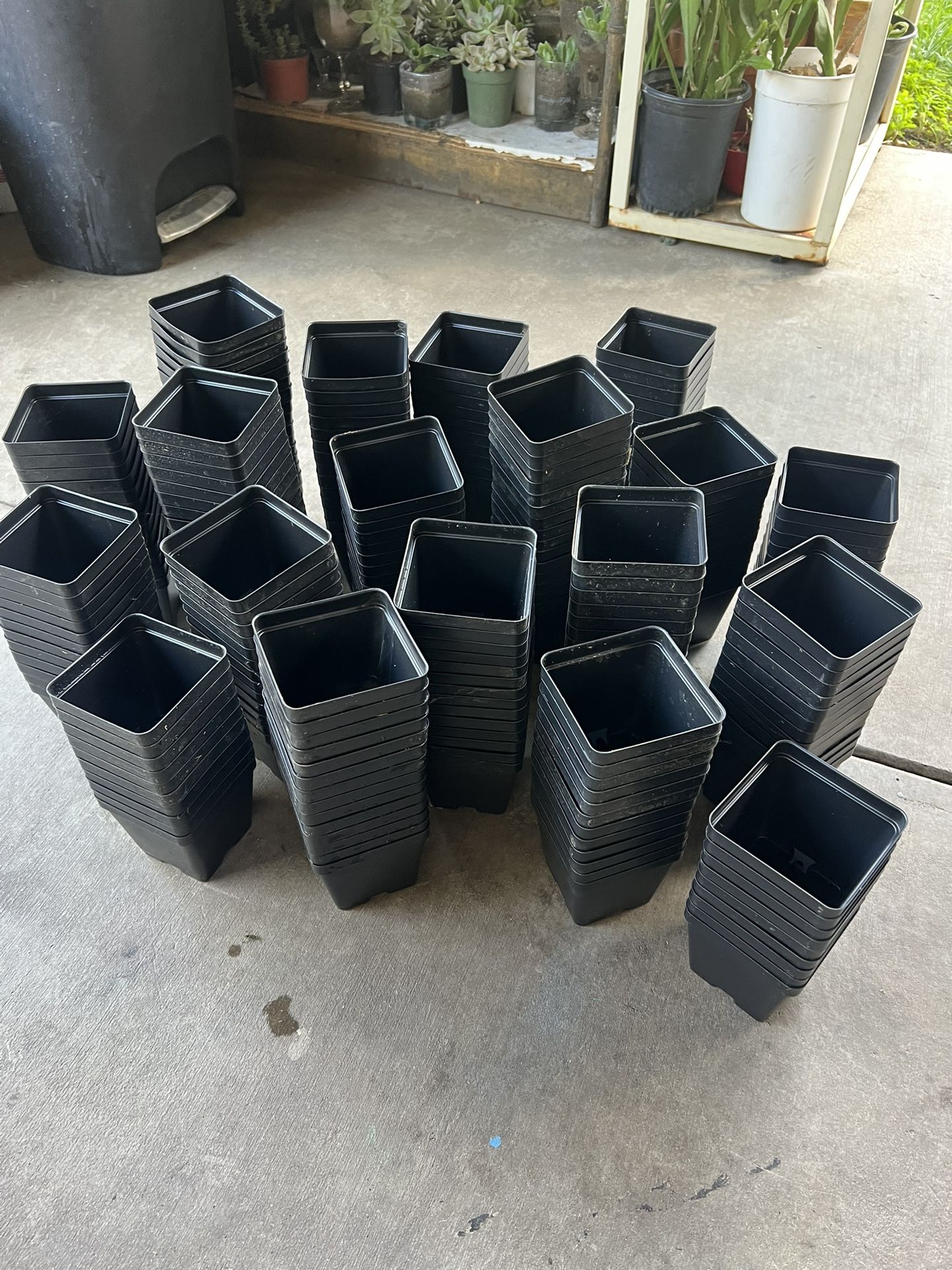 Plants Mini Pots 25 Dlrs All