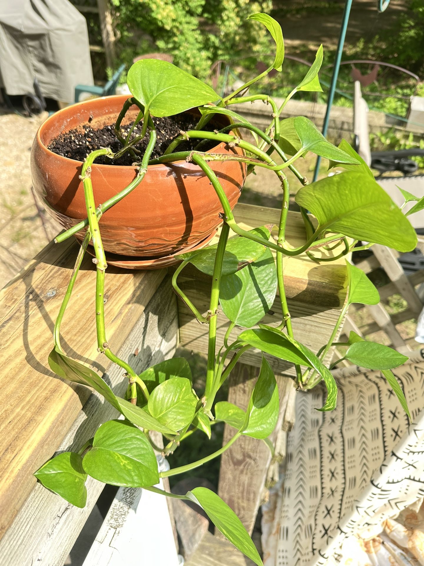 Pothos Plant