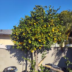 Free Lemon