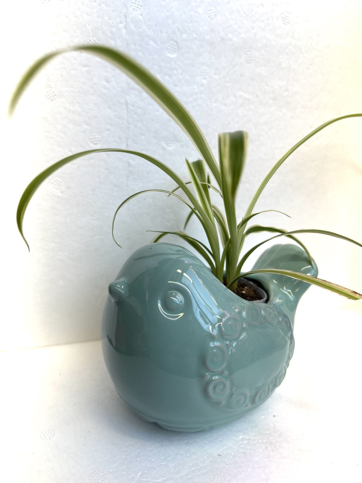 Spider House Plant In Cute Birdie Ceramic Pot 3.5"H.