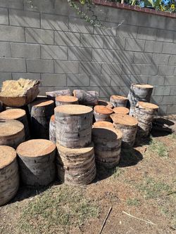 Pam tree stumps