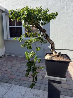 Bougainvillea bonsai tree