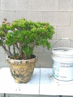 Huge Gollum Jade Crassula ovata Jade spoon Succulent patio plant
