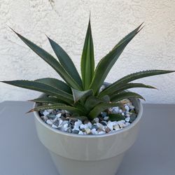 Blue Flame Agave