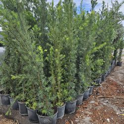 huge Podocarpus over  6 to 7 feet tall Instant Privacy Hedge For Fence Green Full 