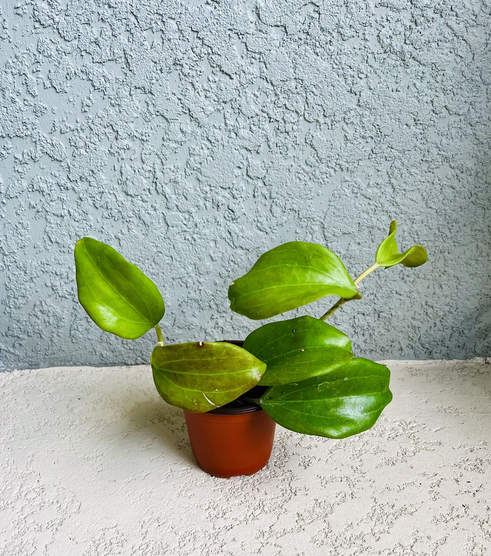 Hoya Genevieve Plant 