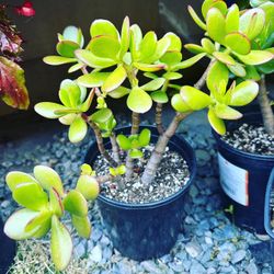 Jade Plant