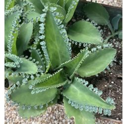 KALONCHOE ARANTO (Or Mala Madre) DE MILES DEVIL’S BACKBONE ALL DIFFERENT SIZES 