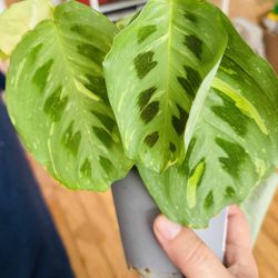 Variegated  Prayer Plant