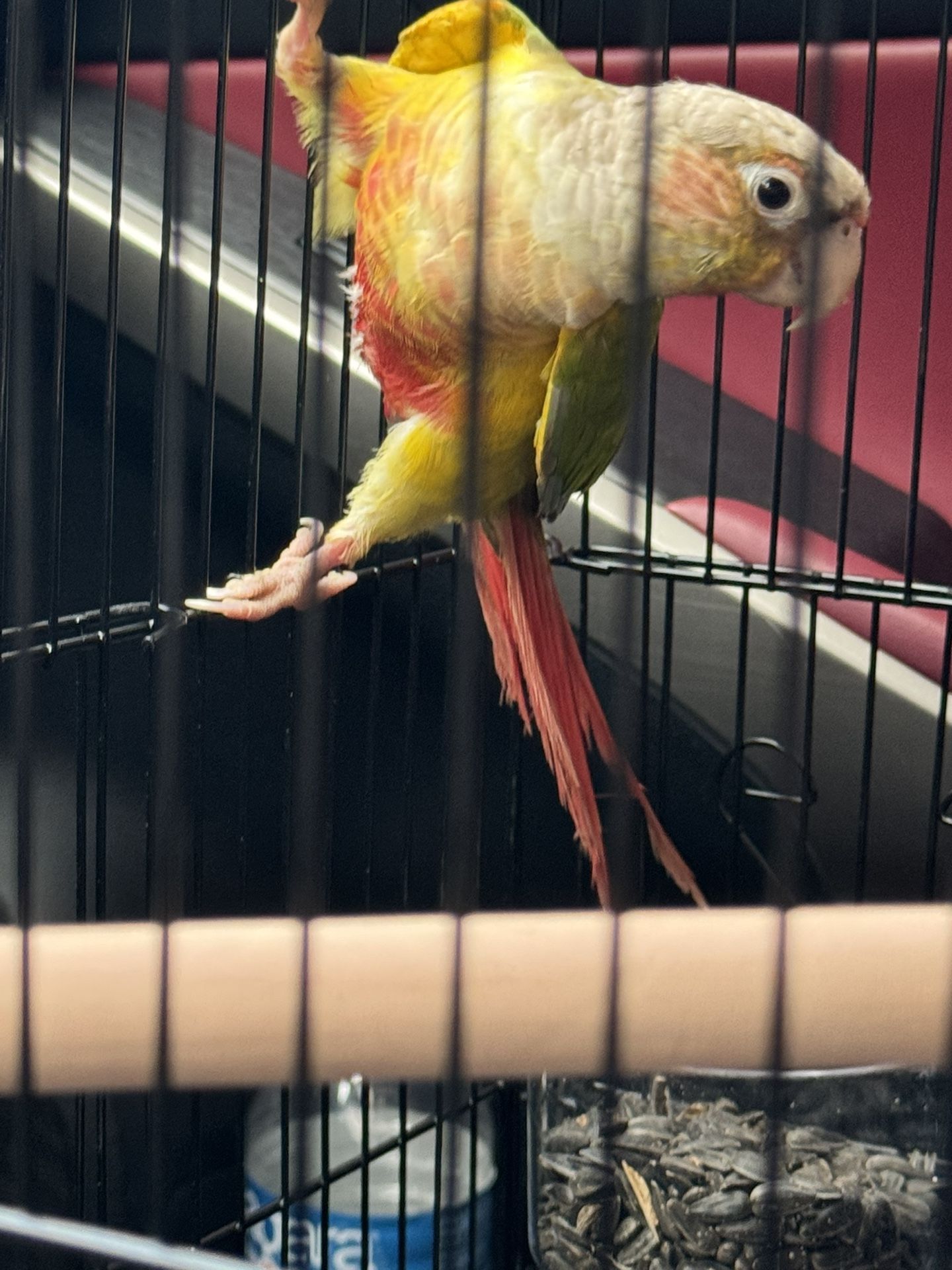 Bird Cage