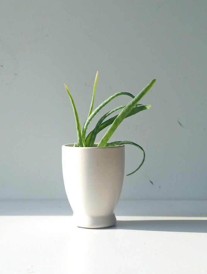 Aloe Vera Plant/ Indoor Plant/ House Plant Succulent Cactus Flower