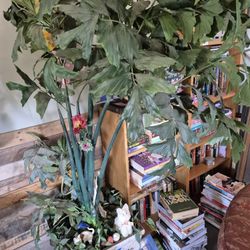 Plant