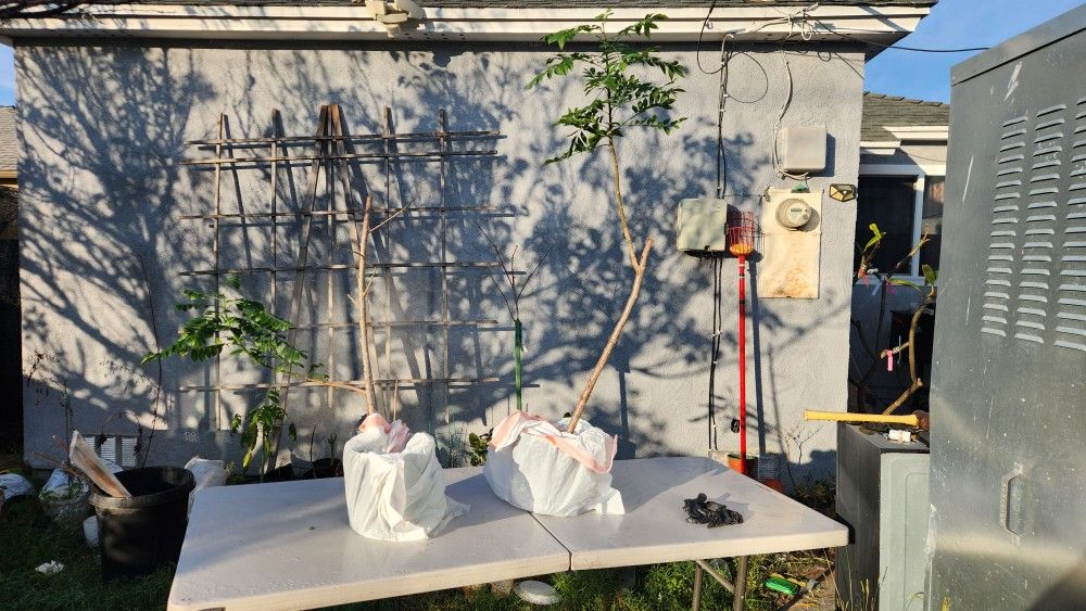 Jocote Ciruela Roja/Red Hog Plum Trees