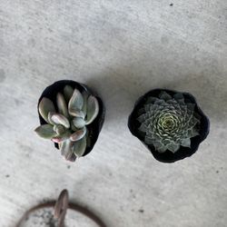 Succulents 