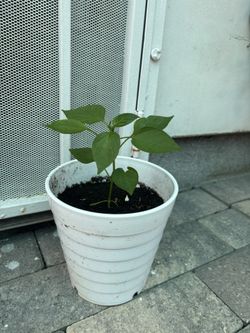 Chili Plant 🌶️