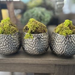 3-Set Plant Decor
