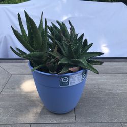 A pot of tiger tooth aloe succulents