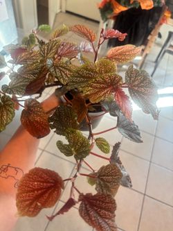 Pink silver spotted begonia