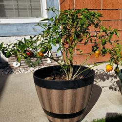 Habanero Plant