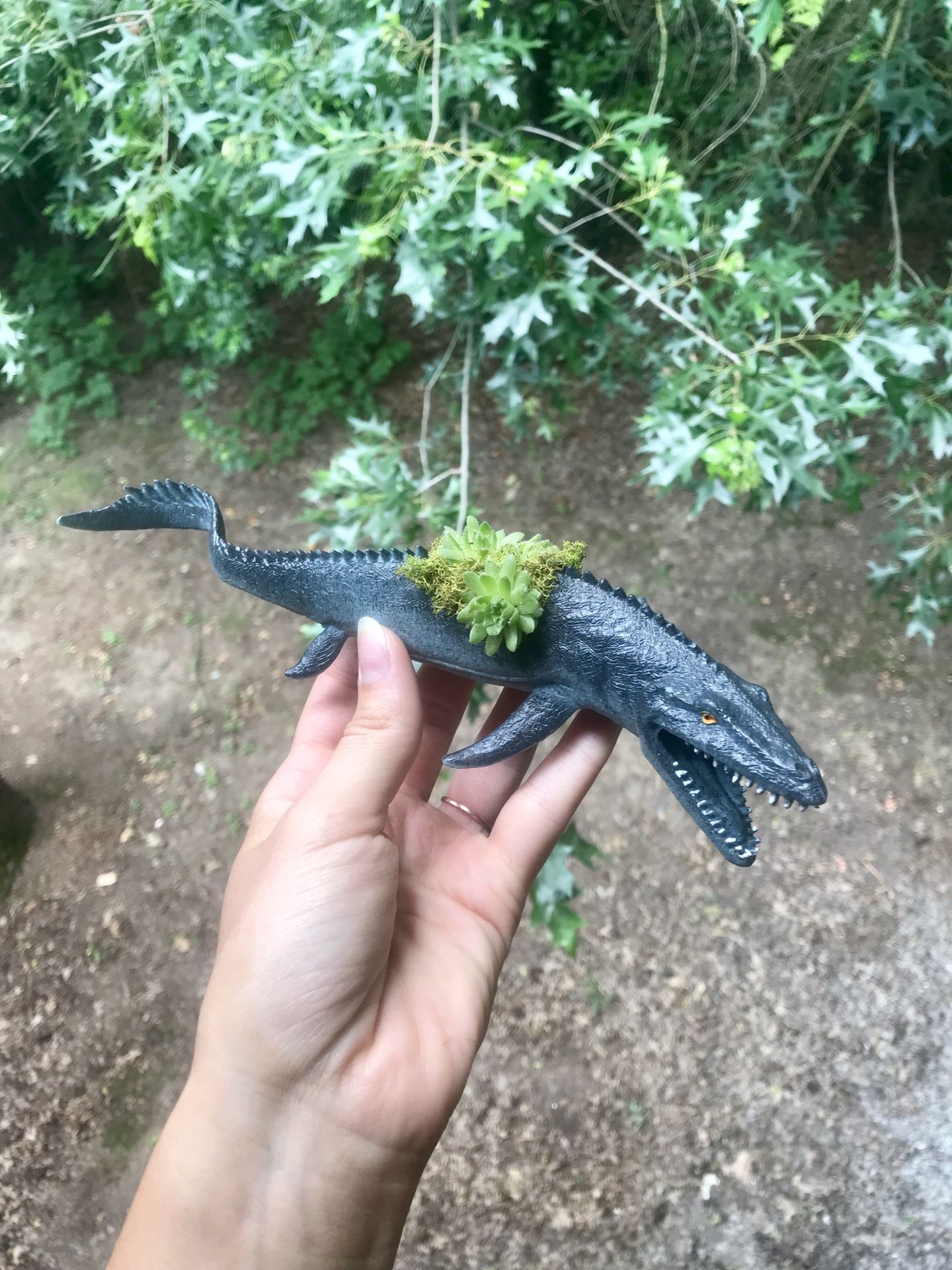 Live plant in dinosaur