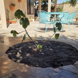 Mission Fig Tree Fruitbearing 