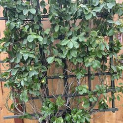 Brand new Hedge Plant for only 80$