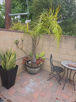 Palm tree