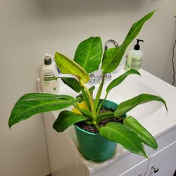 Philodendron - 6" Pot