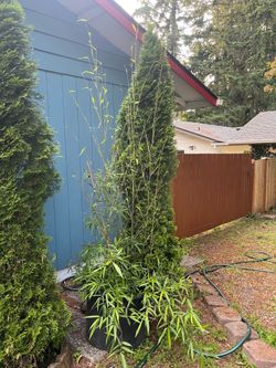 Clumping bamboo