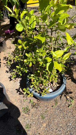 Plant Jade