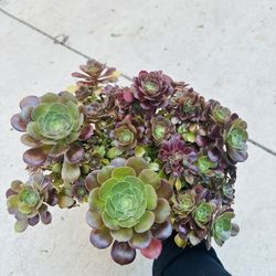 Halloween Aeonium Crest Variegated Imported
