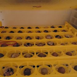 Coturnix Quail Eggs