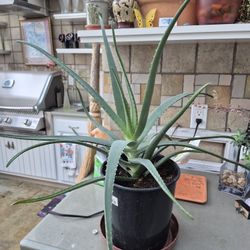 Large Aloe Vera