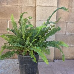 Fern Plant 