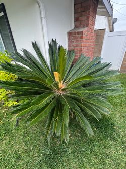 Palm Sagel