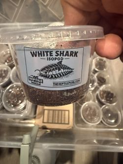 Isopod White Shark Cup Show Special Prices!