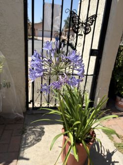 Flowering Agapanthus $5