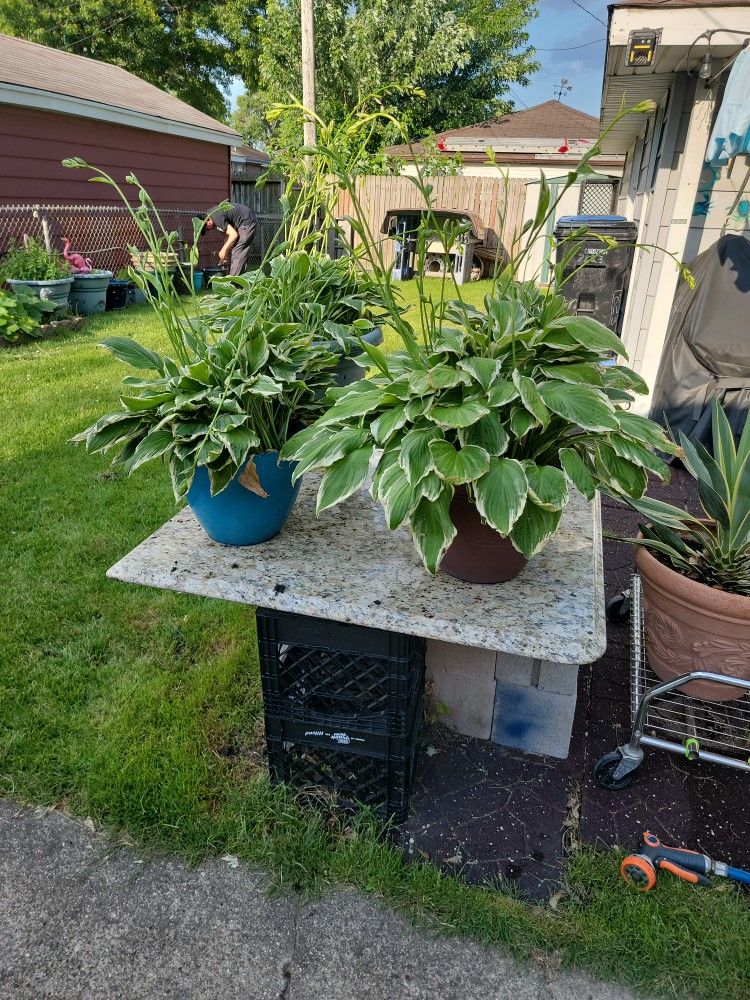 Hostas  Plants 