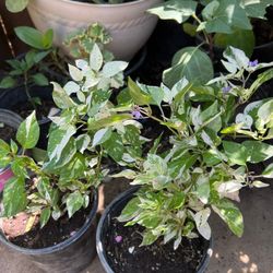 Chile Variegado Ornamental