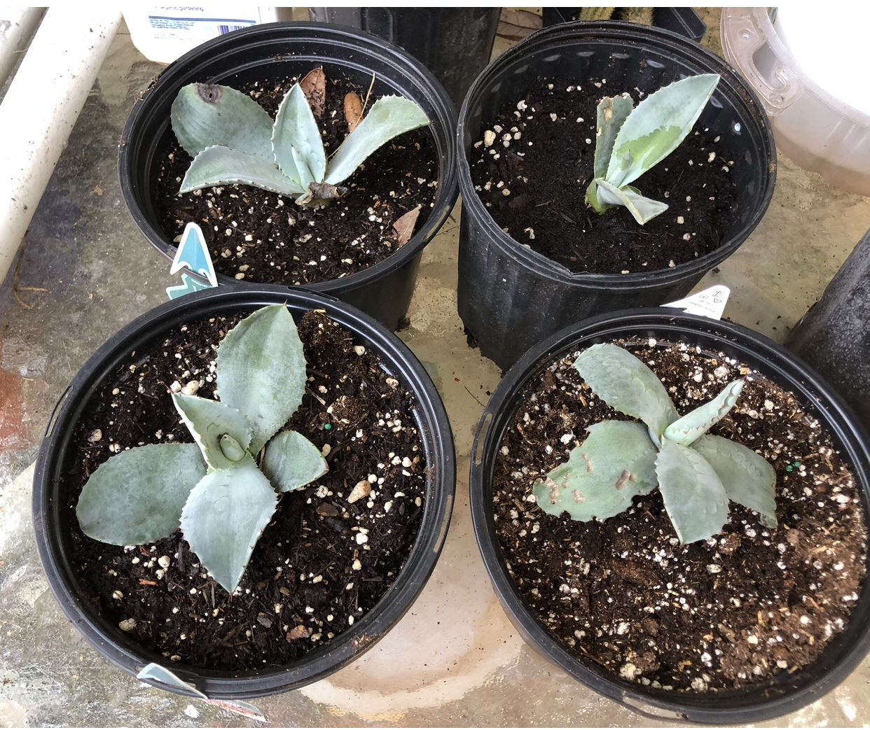 Blue Agave (Century) Plant Babies